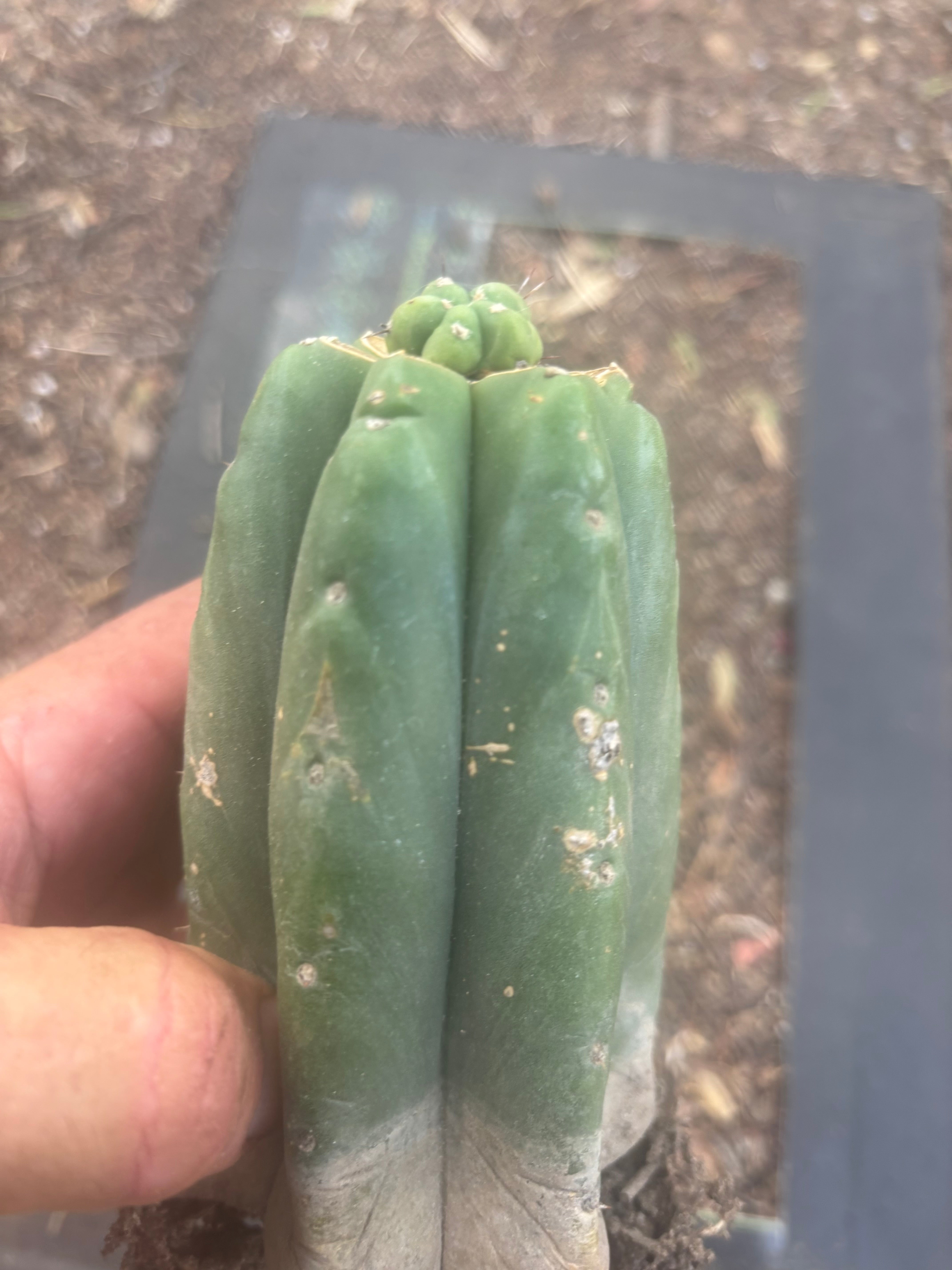 👑💎🌶️  CSD — Another Pup Graft on Rooted Pierre