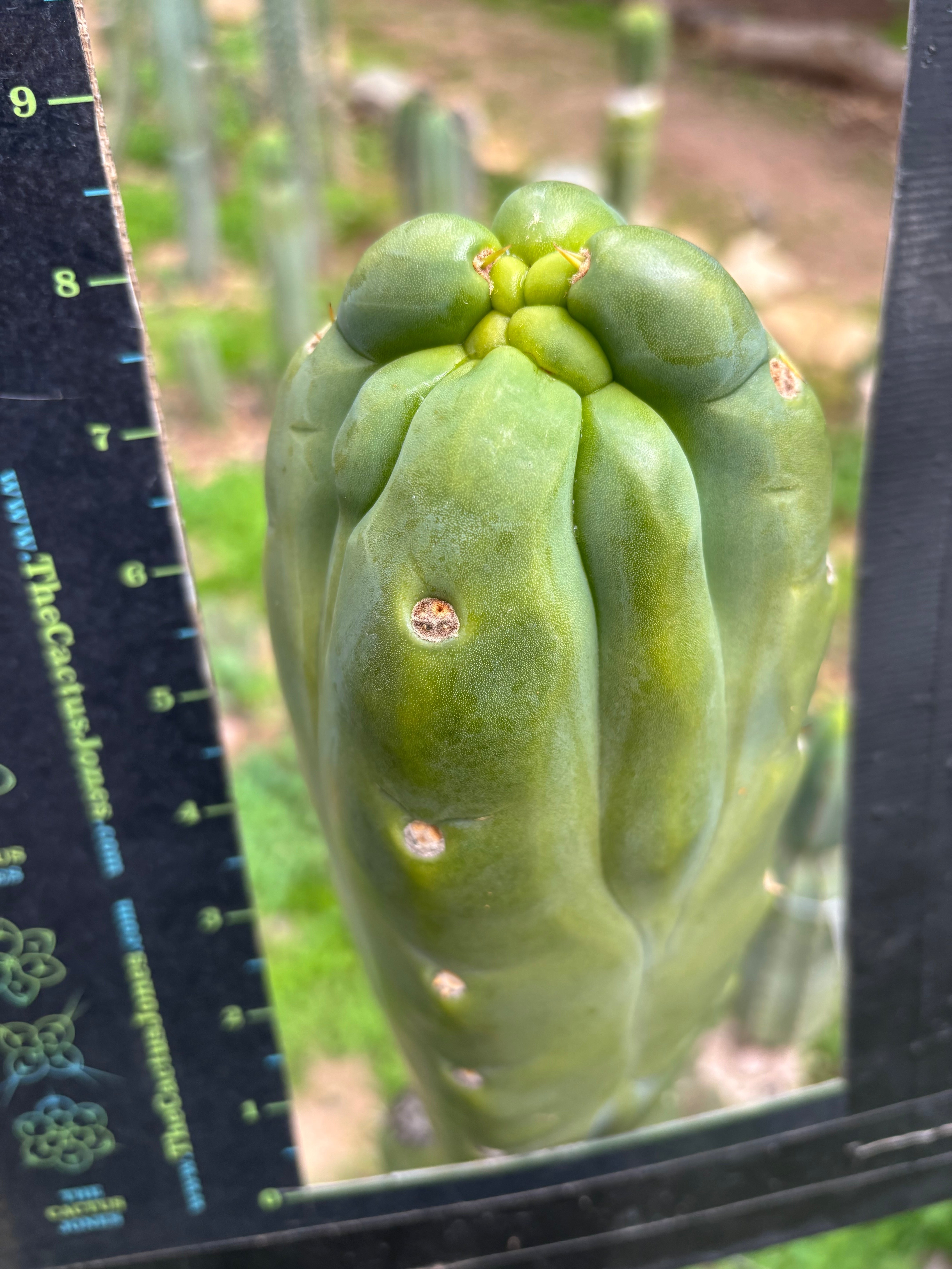 💎💎👑🌶️ Platform 9 3/4  — Rooted and Pupping Mid Chonk