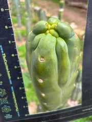 💎💎👑🌶️ Platform 9 3/4  — Rooted and Pupping Mid Chonk