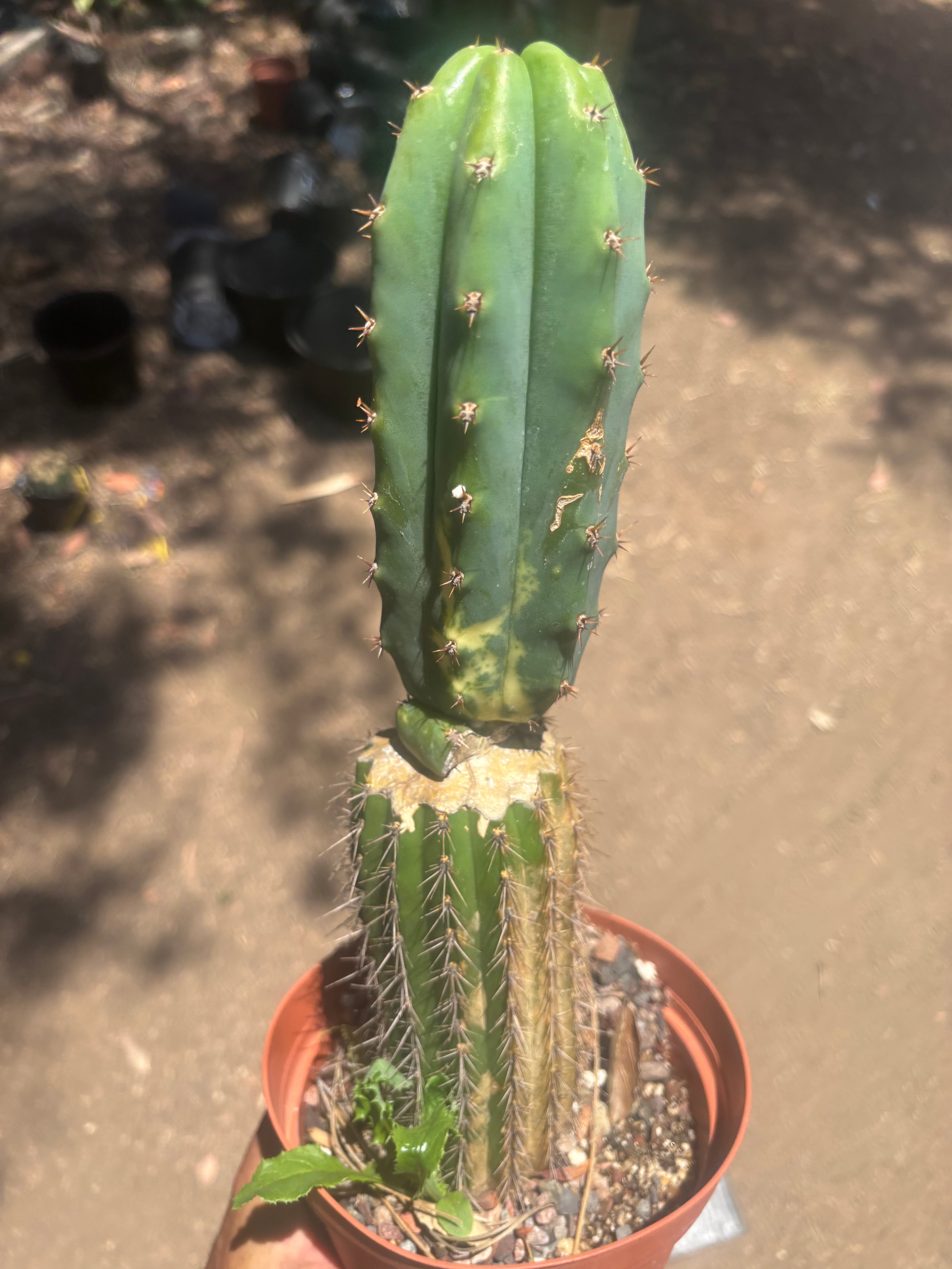 💎👑🔰 VFV — Ventucky x Fillmore Variegated — Rooted Slab Graft w/ Big Pup