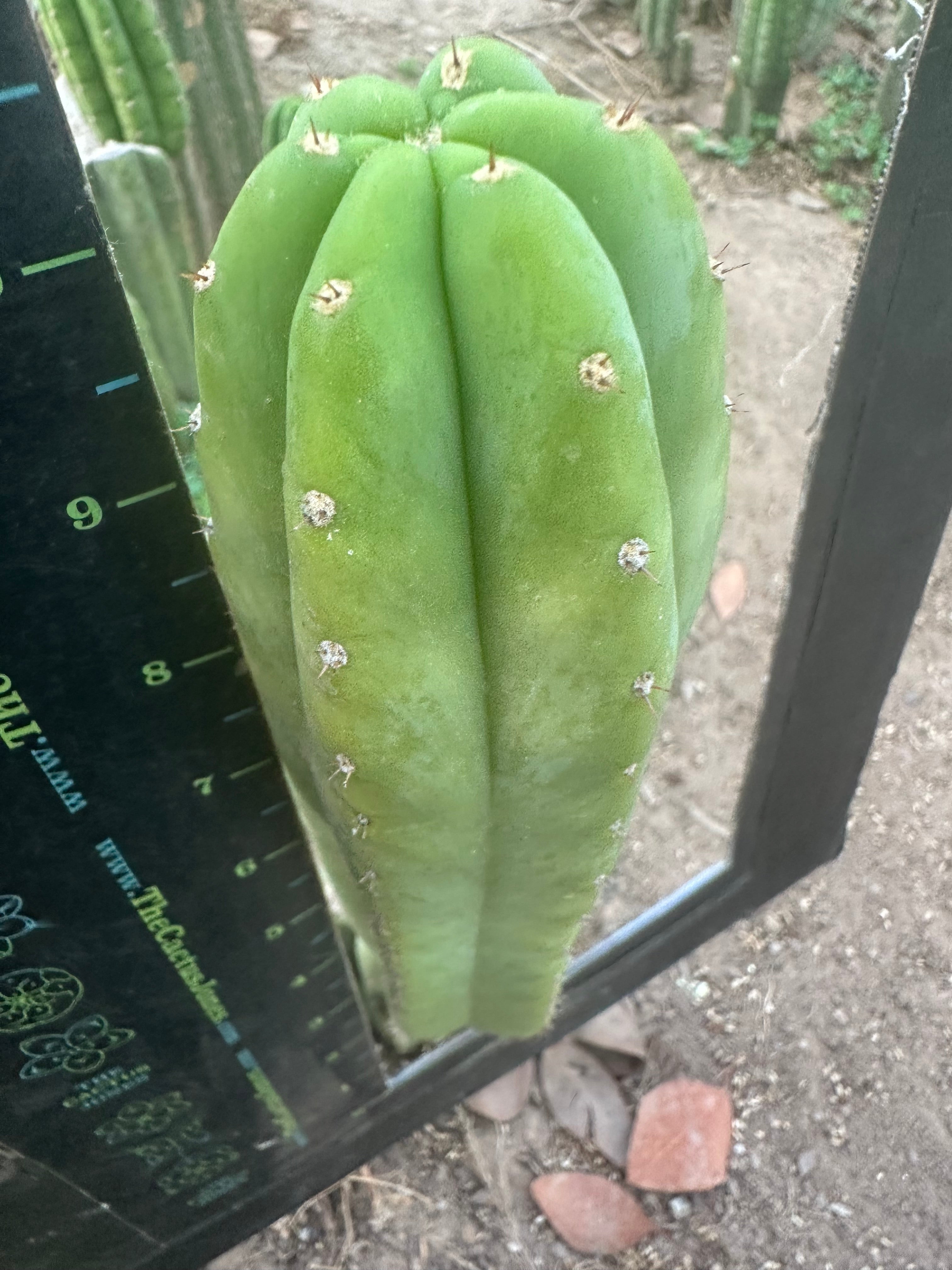 👑🌶️ Quito Q — 10” Pup