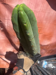 👑💎🌶️🌶️ Eileen — 15” Mega Tip