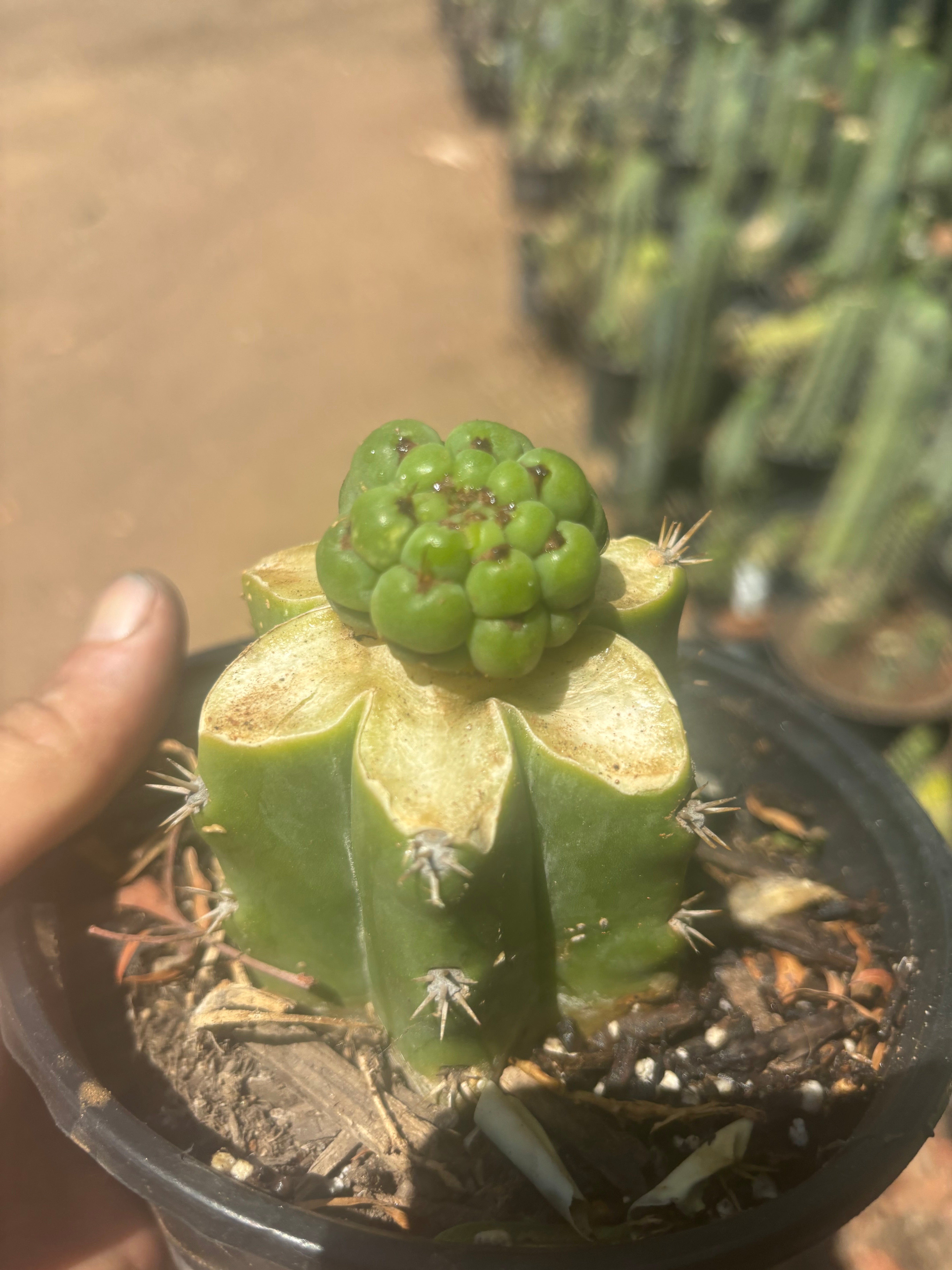 💎👑💎 Havran — Pup Graft on Rooted PC
