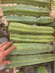 👑🌶️🌶️  Jiimz Twin Spine — XL Mature 15” Tips (Restocked Again)