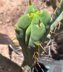 👑🌶️🌶️ Dulzura Wax — Fourwang 10” Pup
