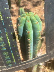 💎👑 Papa Smurf — Chonky 8” Tip