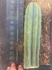 👑🌶️🌶️ Landfill — 11” Tip