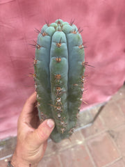 💎👑💎 Papa Smurf — 11” Pup