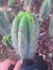 👑🌶️🌶️ Pala Again — 7” Tip