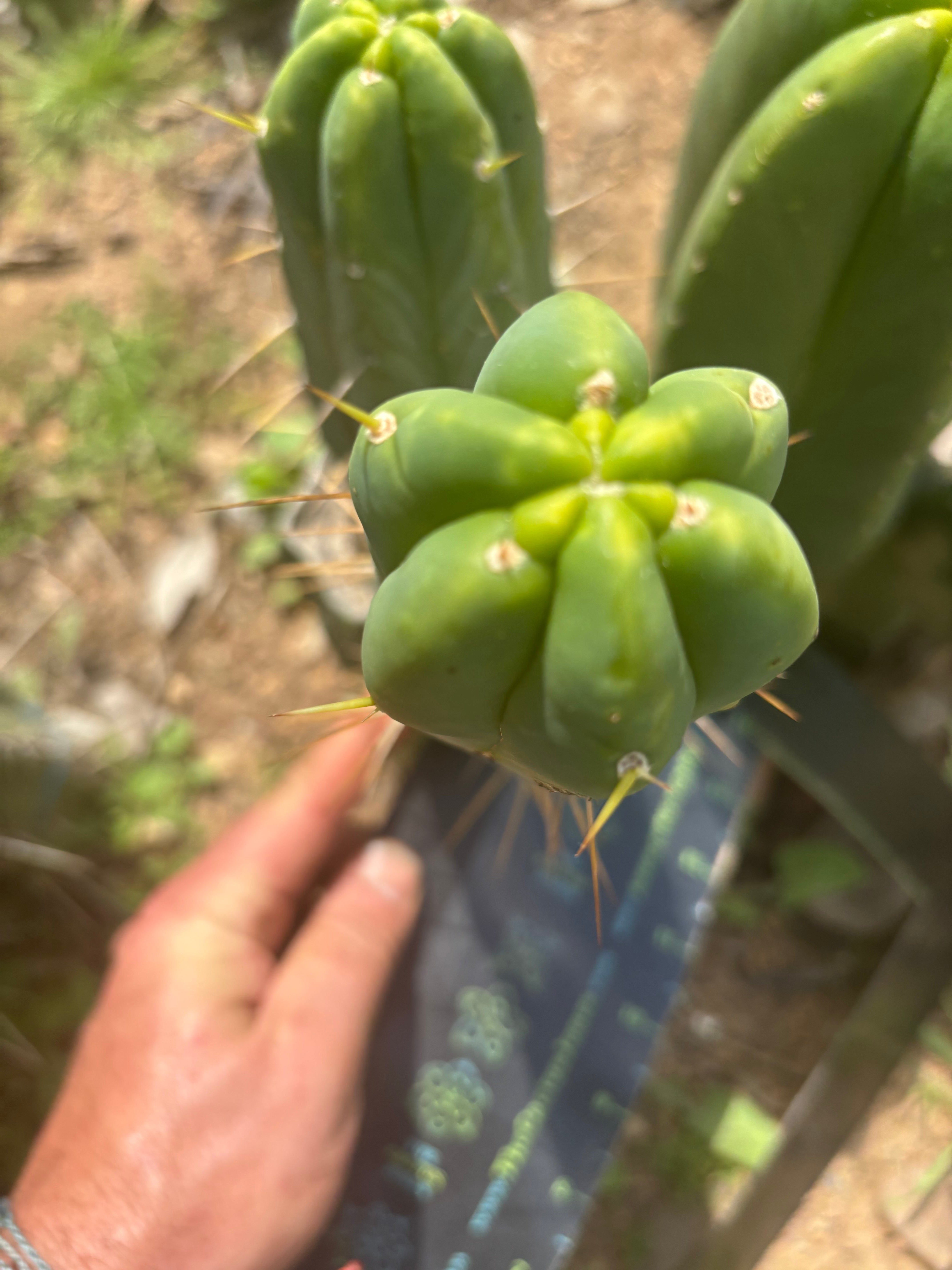 👑🌶️🌶️  Another Jiimz Twin Spine
