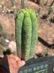 👑🌶️🌶️ Ogun — Fat 10” Tip