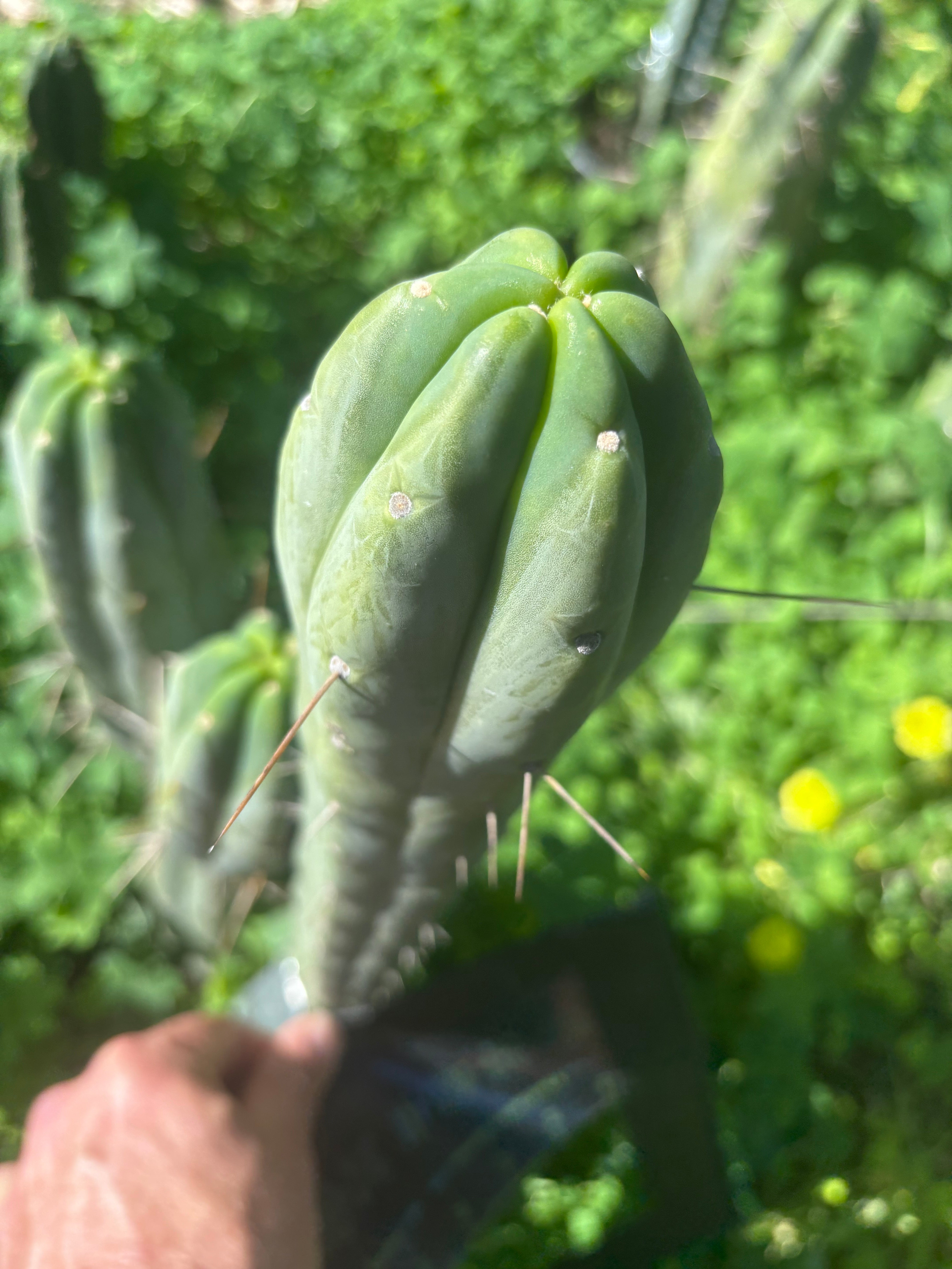 👑🌶️ Species C — 11” Tip