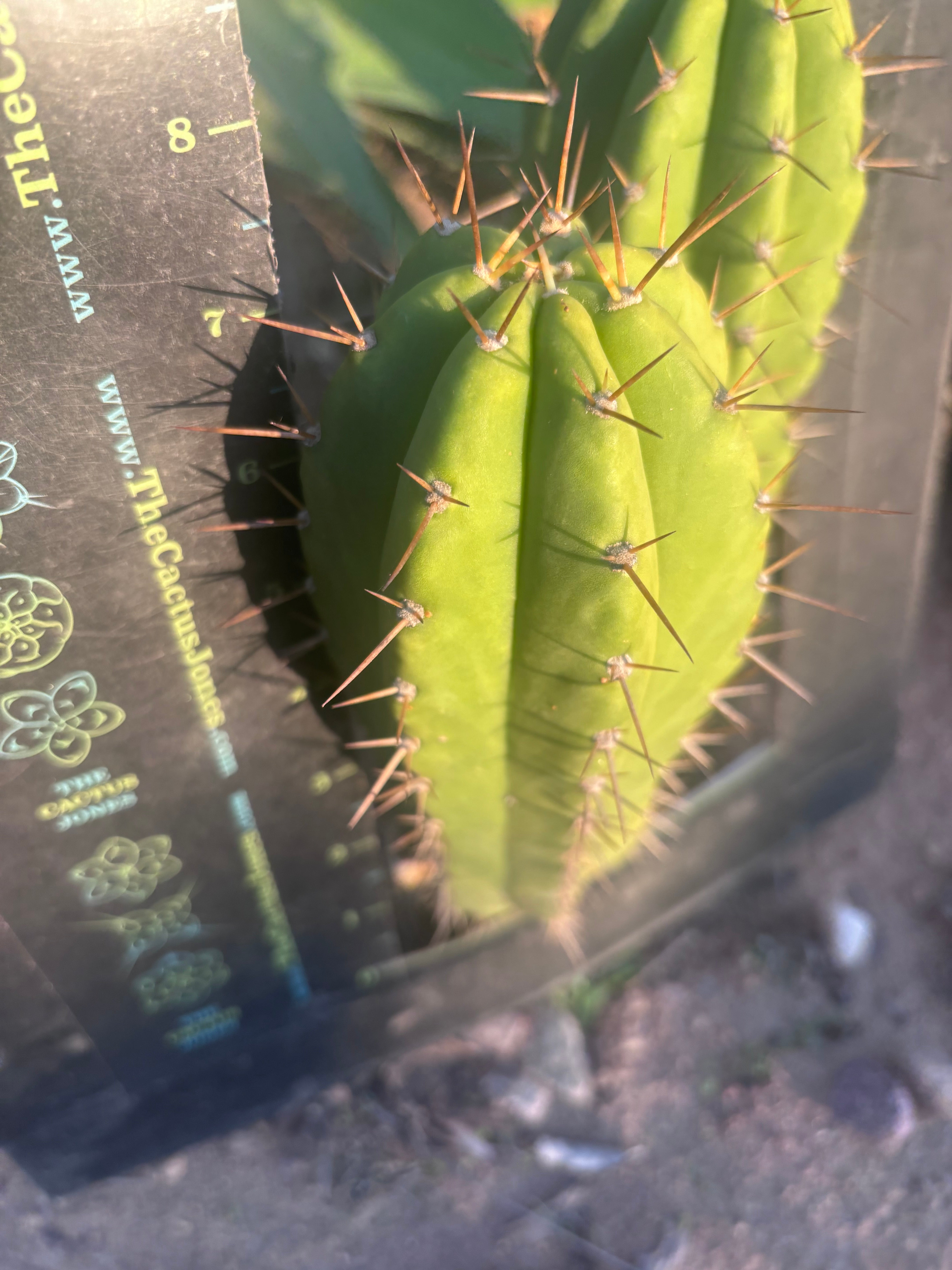 👑 The Jones Pink 🌸 — 7.5” Pup