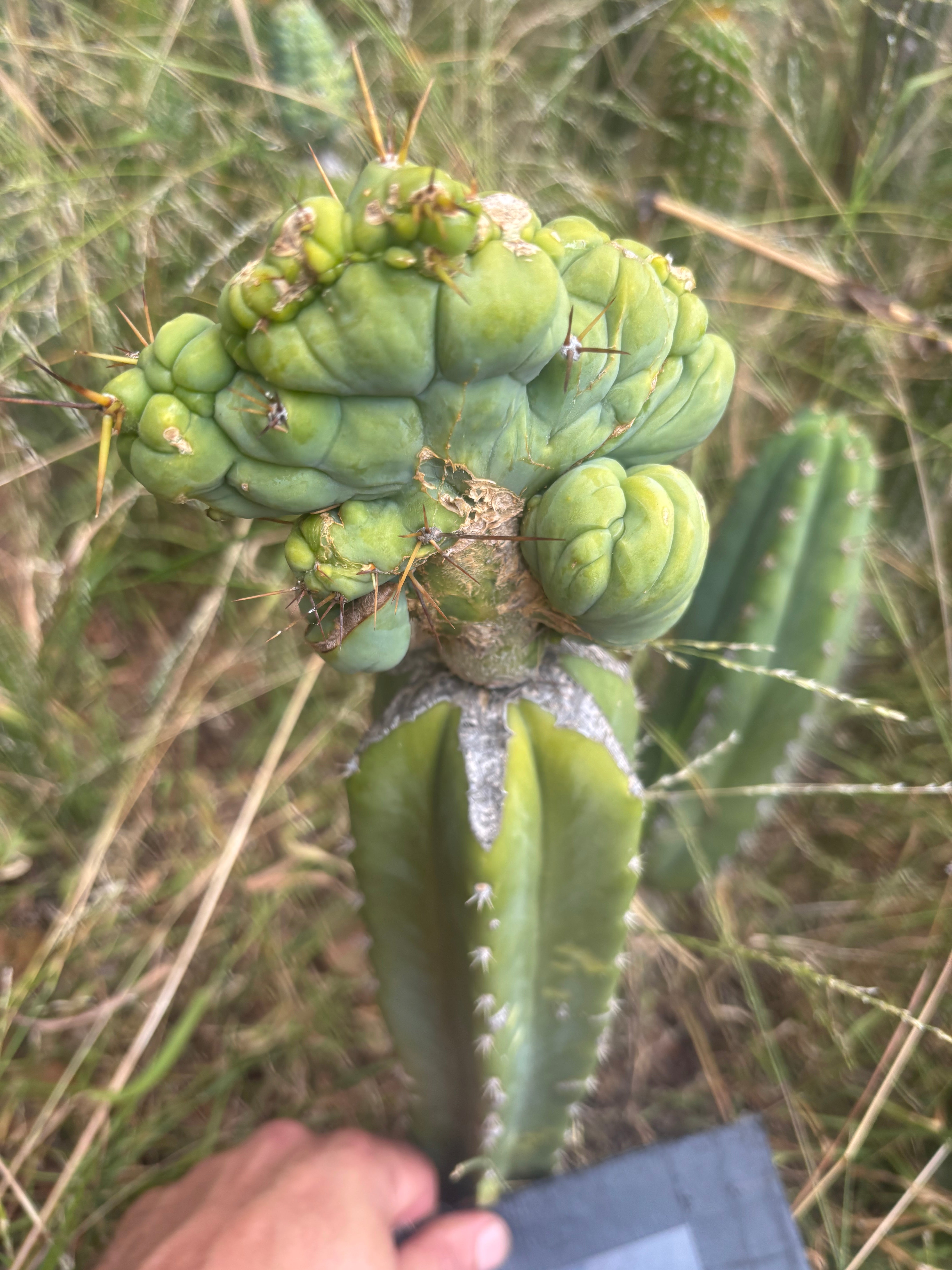 👑🌶️🌶️ TBMC — XL Graft