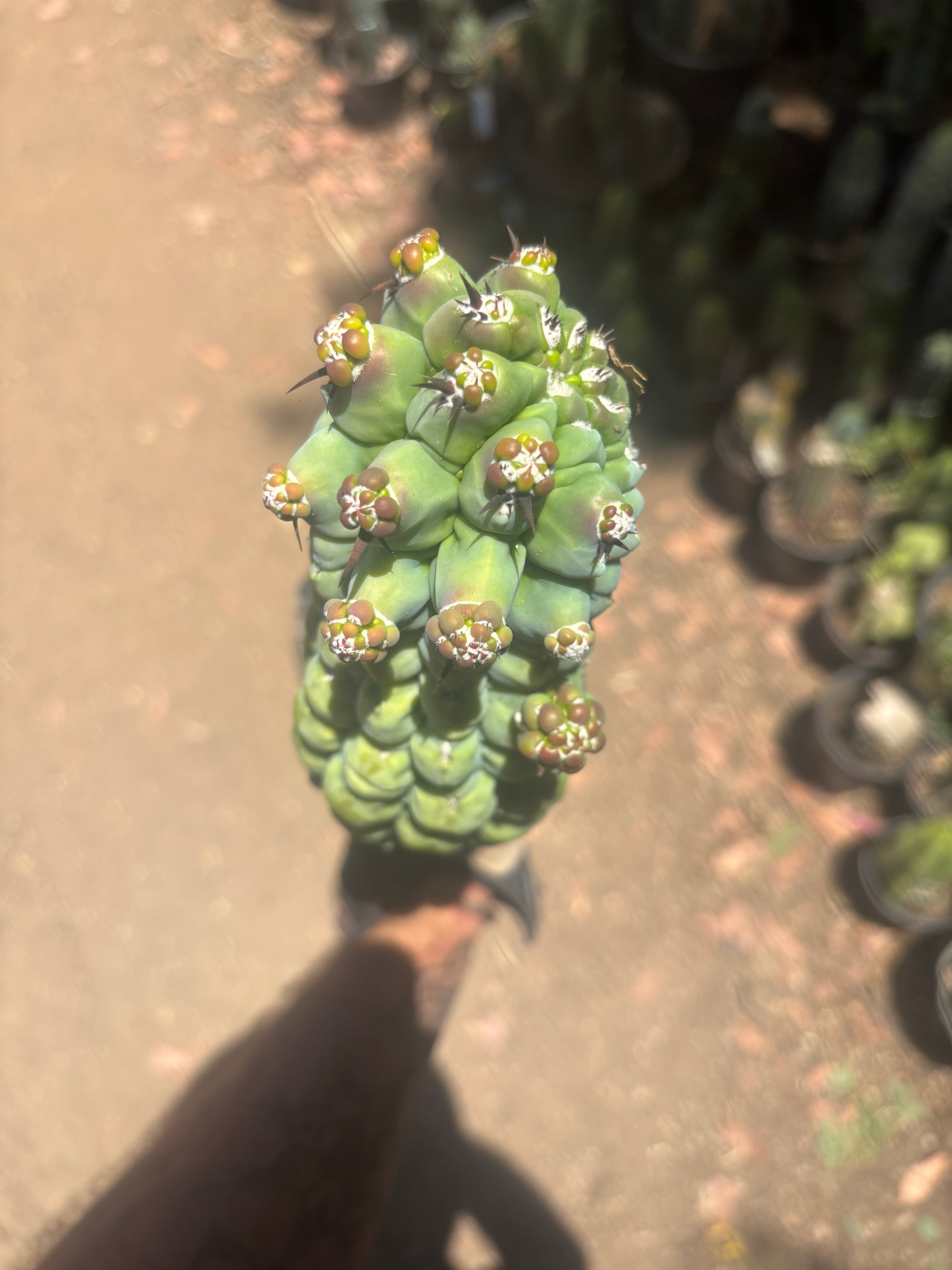 💎👑 Glorp —  XL Pupsploding Graft
