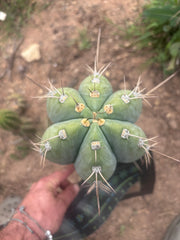 💎👑🌶️ CGG — Massive 10” Tip