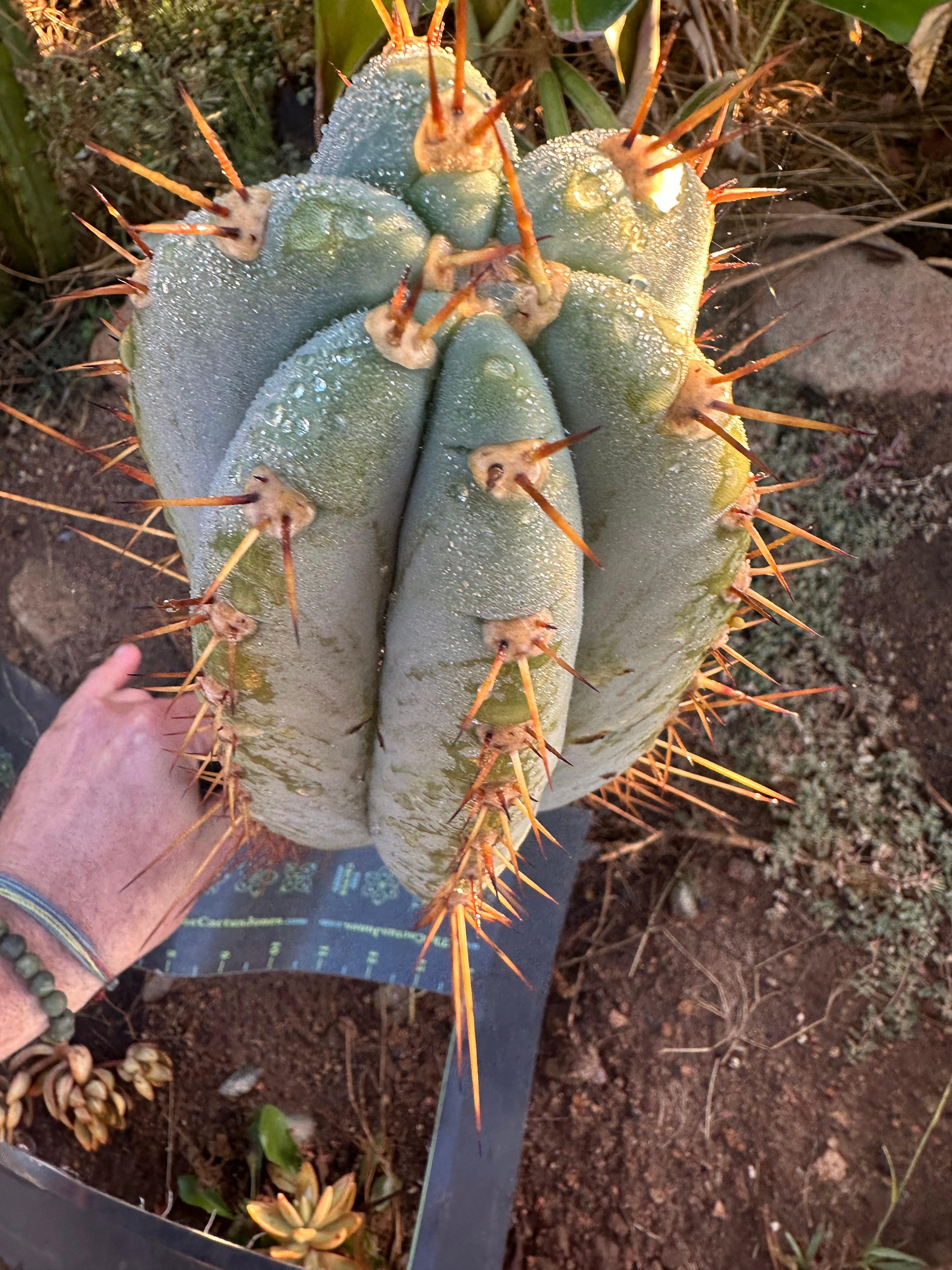 💎👑🌶️ CGG — XL 14” Bomb Pup