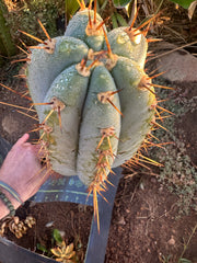 💎👑🌶️ CGG — XL 14” Bomb Pup
