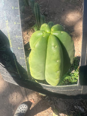 💎👑💎  Ferah! — Another THICK Tip