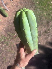 👑🌶️🌶️  Jiimz Twin Spine — XL 14” Tips