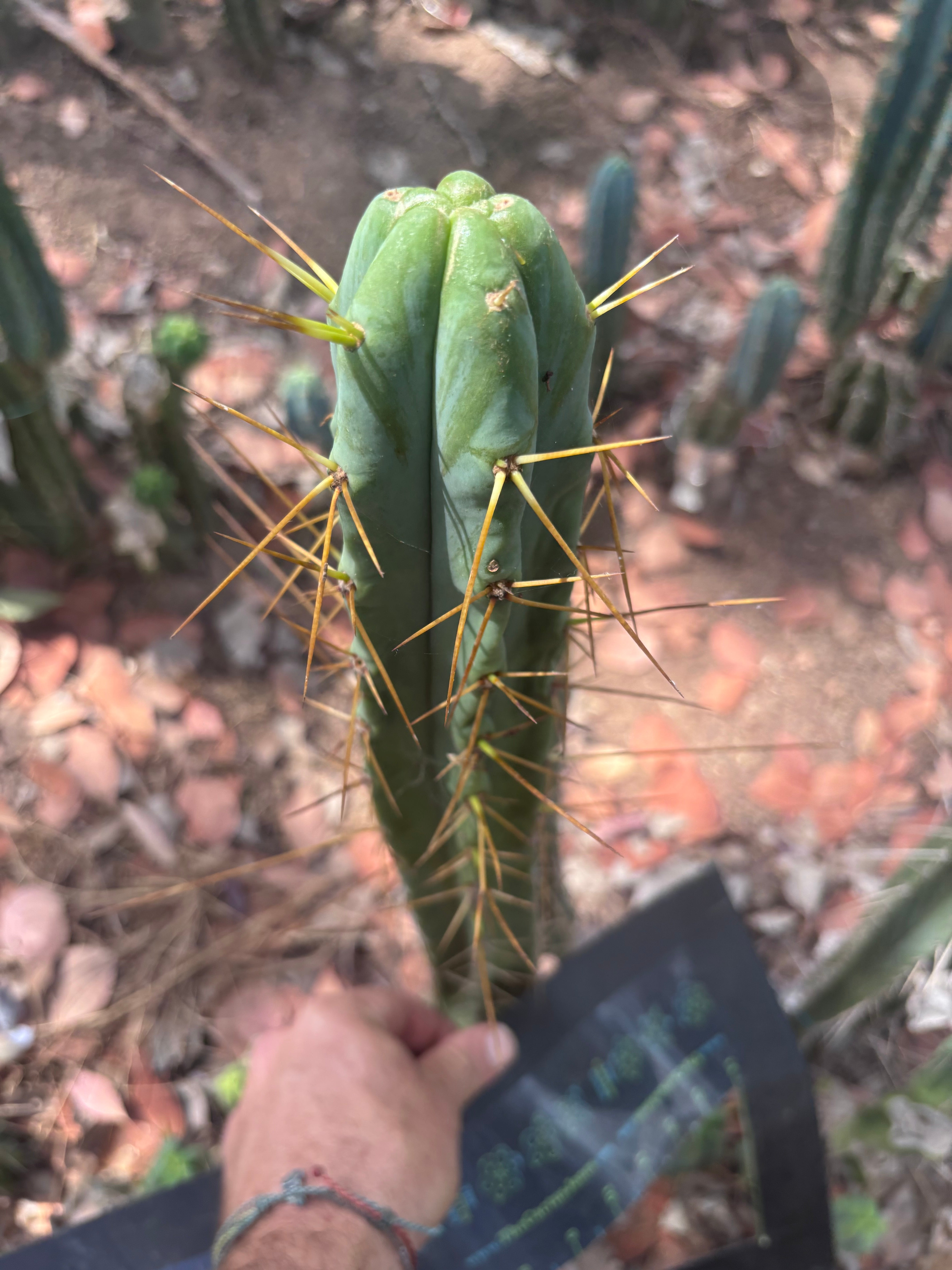 🌶️ Psycho0’ x Sina — 14” Tip