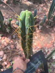 🌶️ Psycho0’ x Sina — 14” Tip