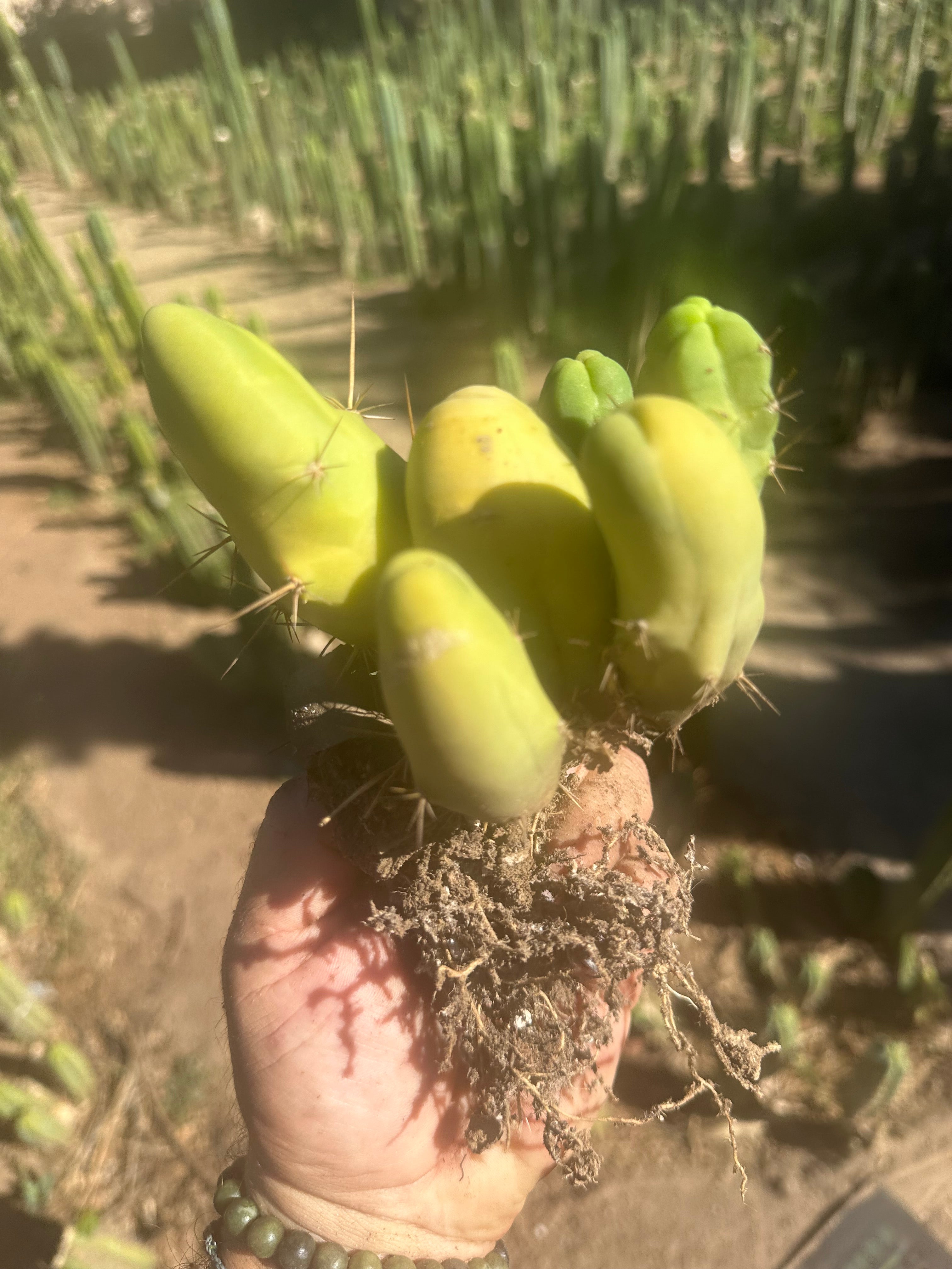 👑🌶️🌶️  TBM  — Rooted Cluster #2