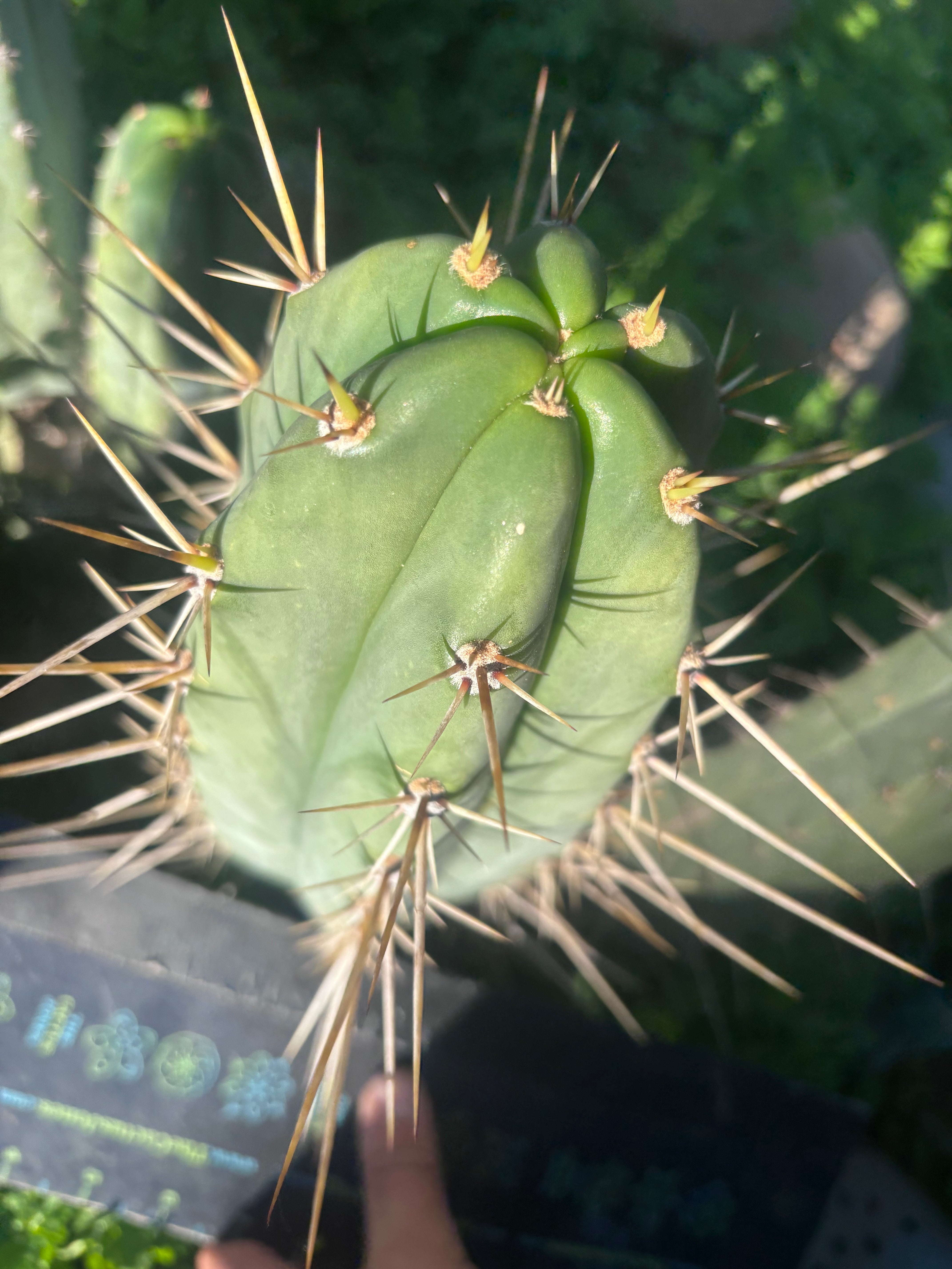 💎👑 BK08612.4 — Huachuma de Chavin — Chonky 10” Tip