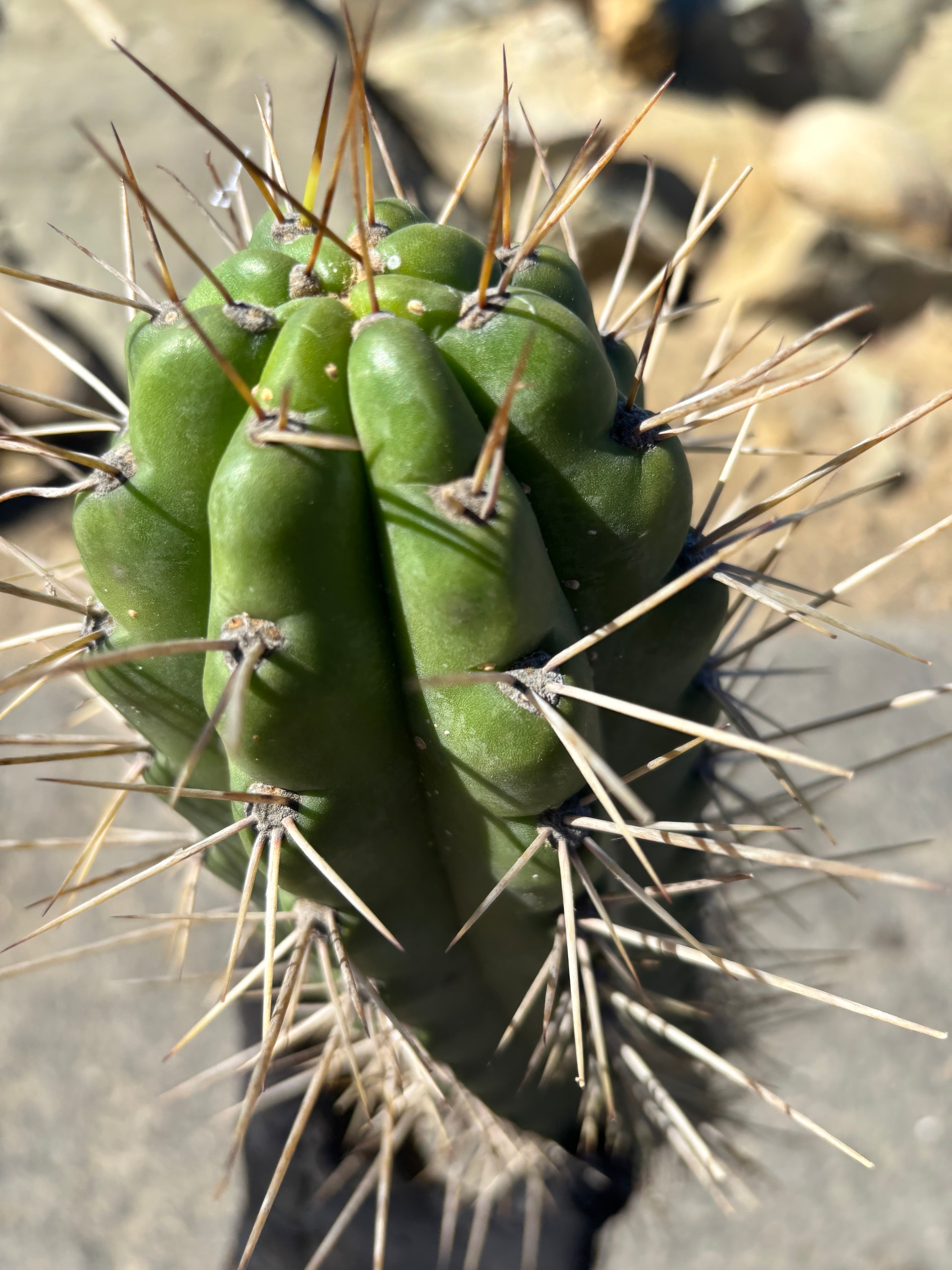 🌶️ SS02 x Kimura’s Spiny Giant   — XL 14” Pup