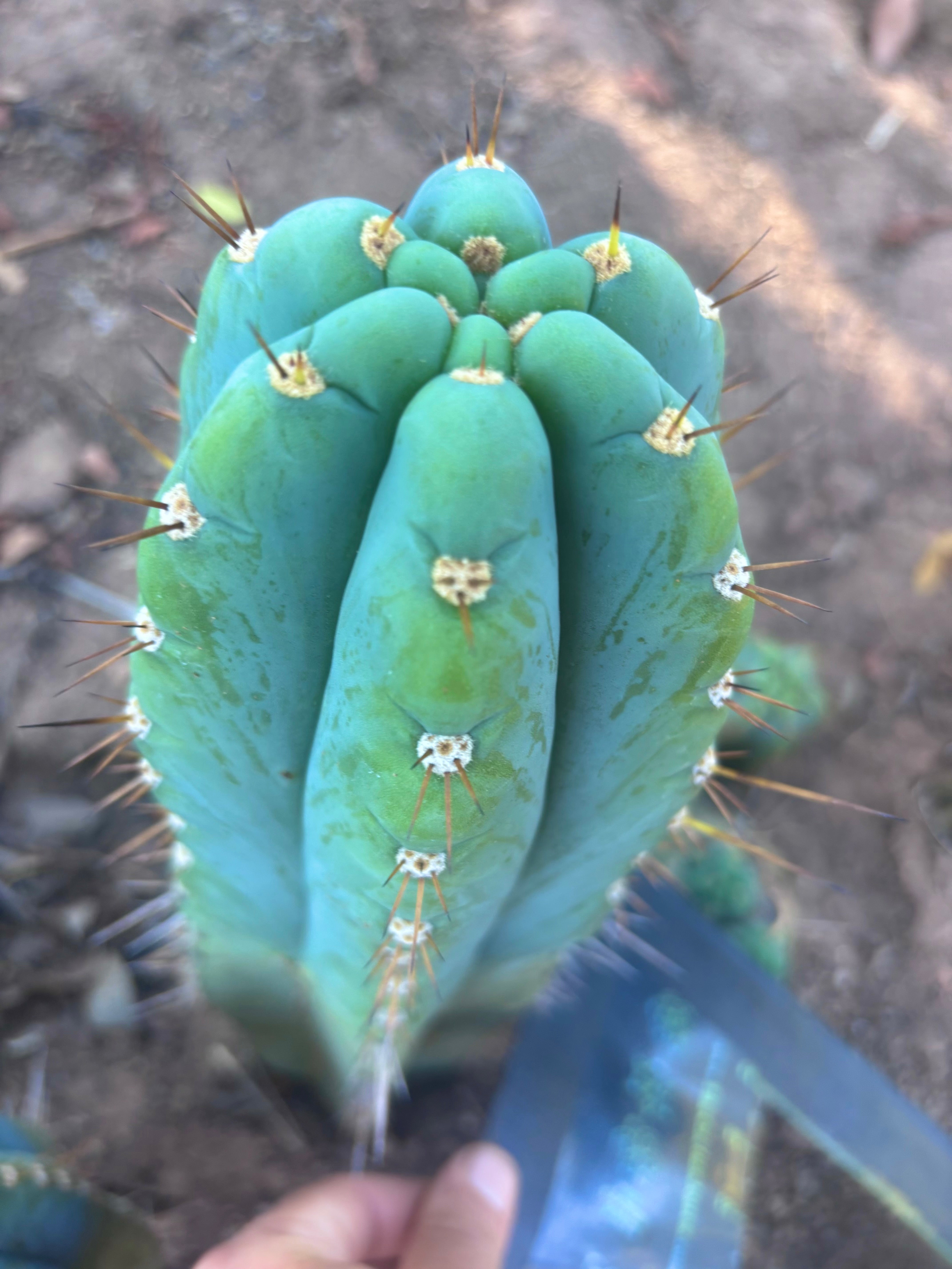 💎👑💎 Papa Smurf — FAT 10” Tip