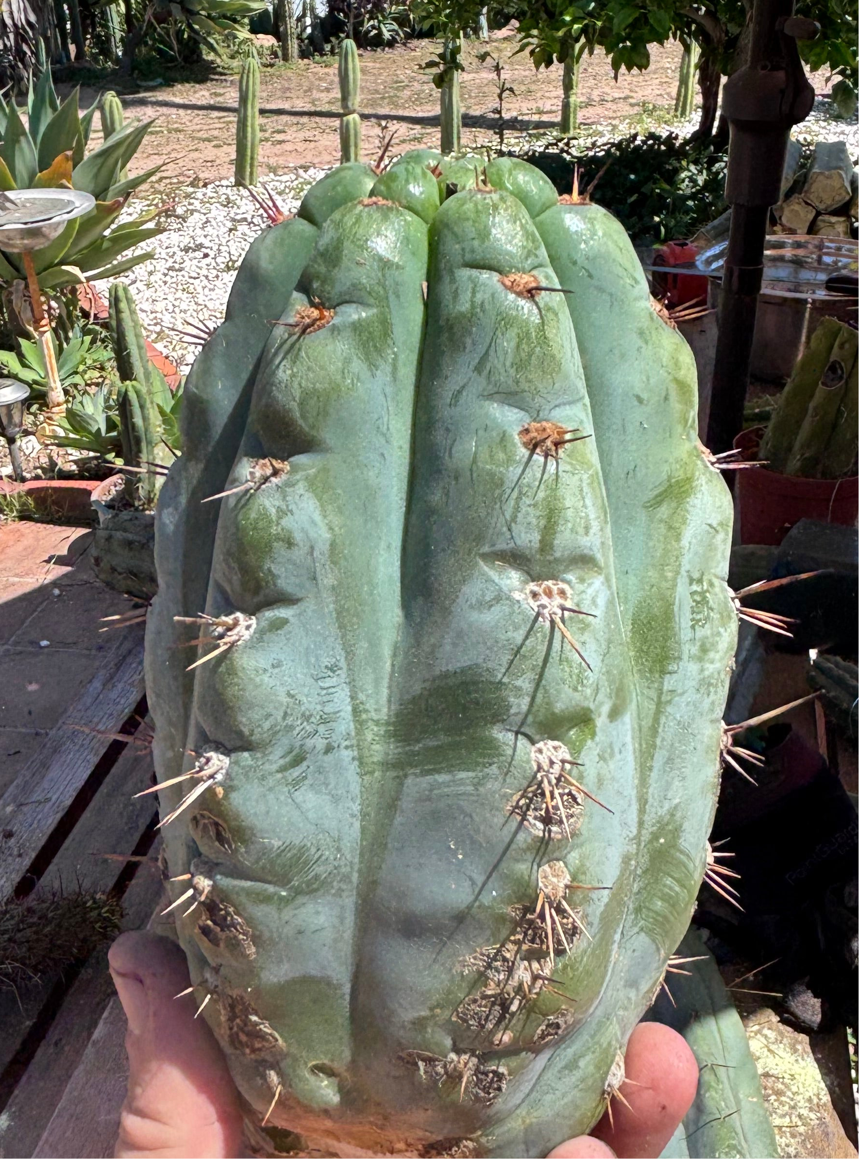 💎👑💎 Papa Smurf — Massive 9” Notch Melon