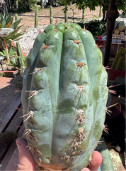💎👑💎 Papa Smurf — Massive 9” Notch Melon