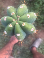 💎👑🌶️ CGG — MASSIVE 17” Melon