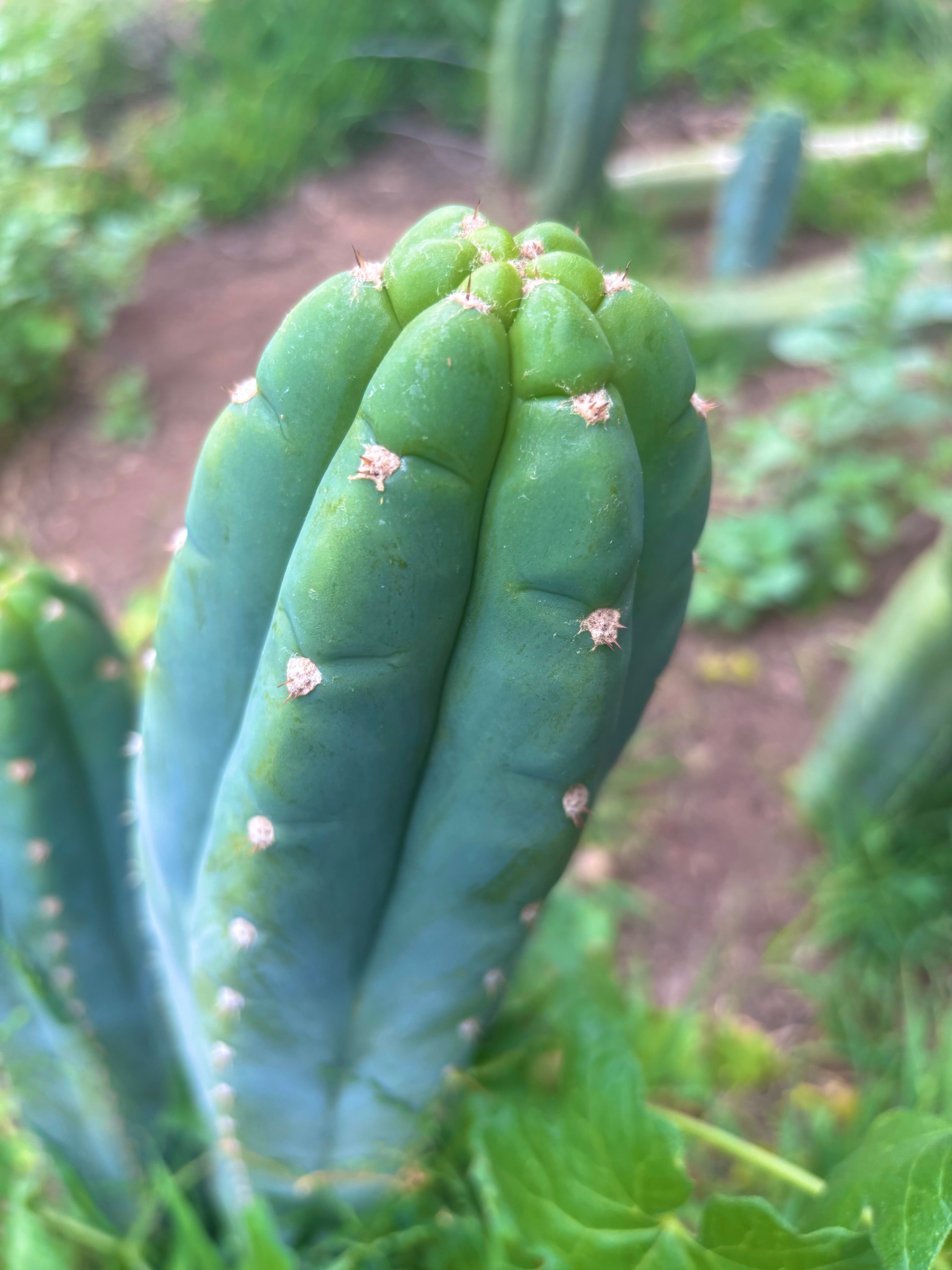 👑 Gene’s Driveway — 10” Tips