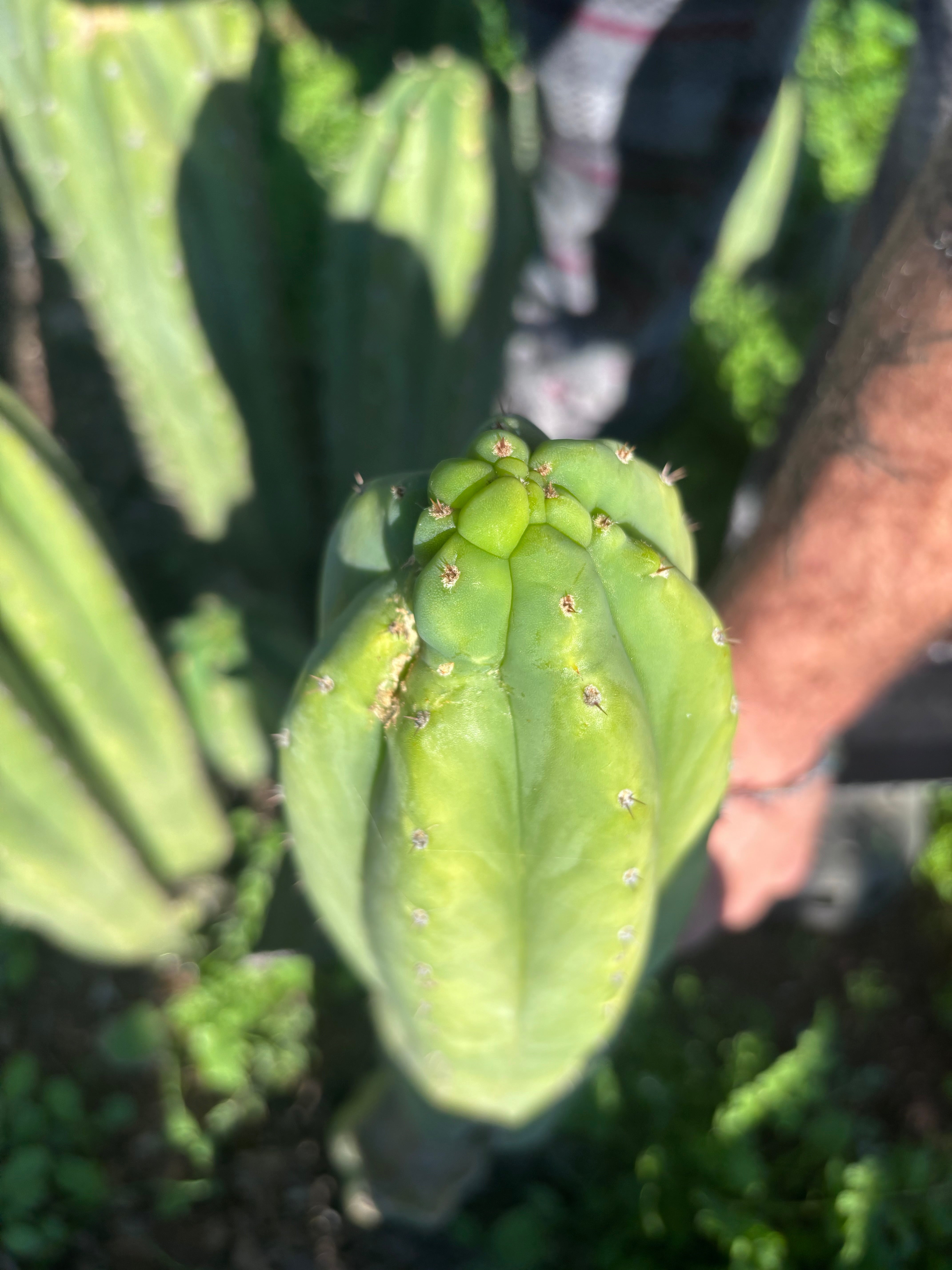 👑🌶️ Maipu — XL 13” Tip