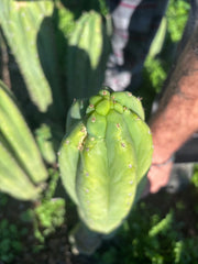 👑🌶️ Maipu — XL 13” Tip