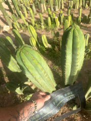 Heynes x Jessica  — XL 14” Tips