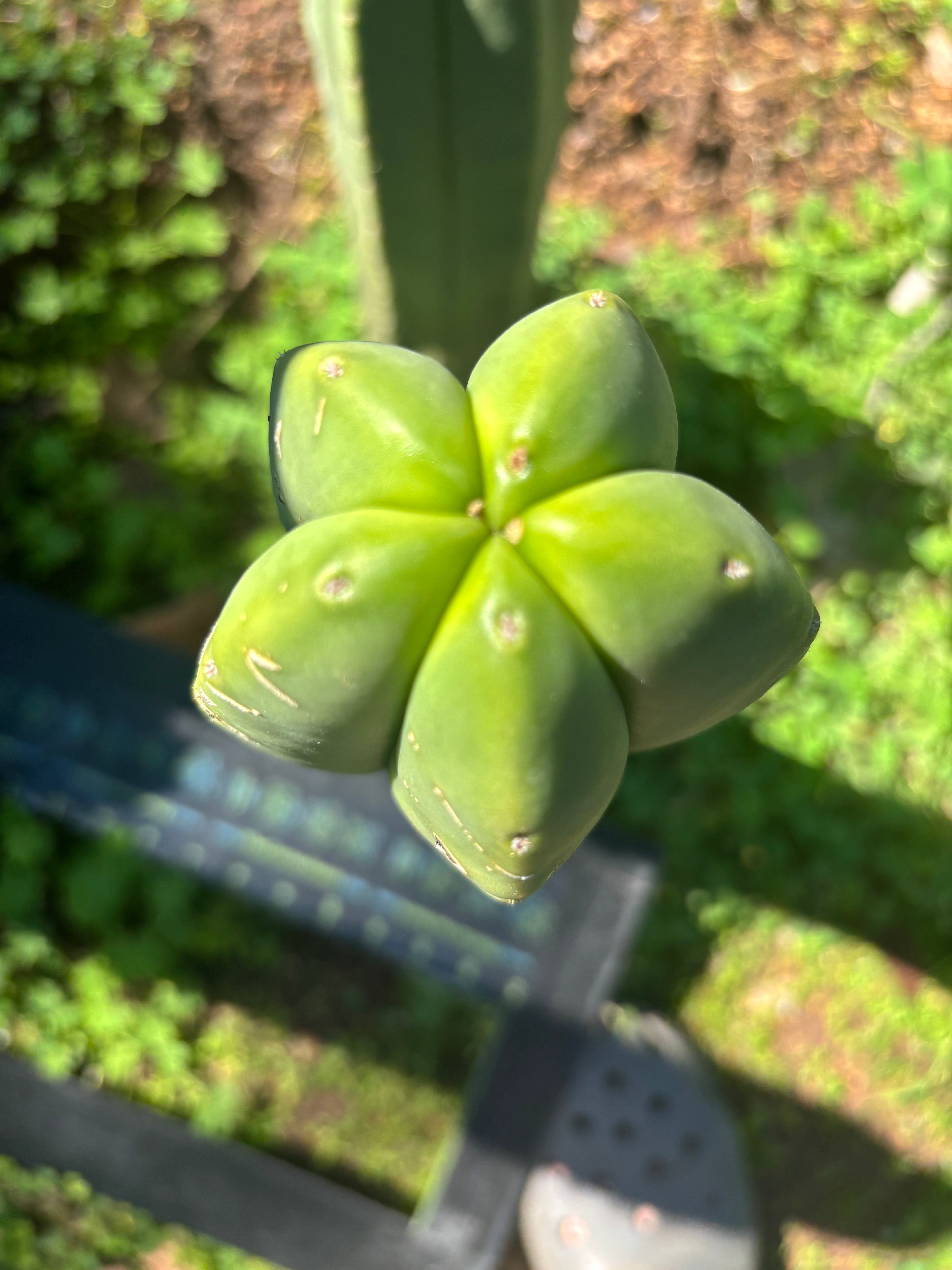 💎 Primo Aussie Scop  — 13” Tip