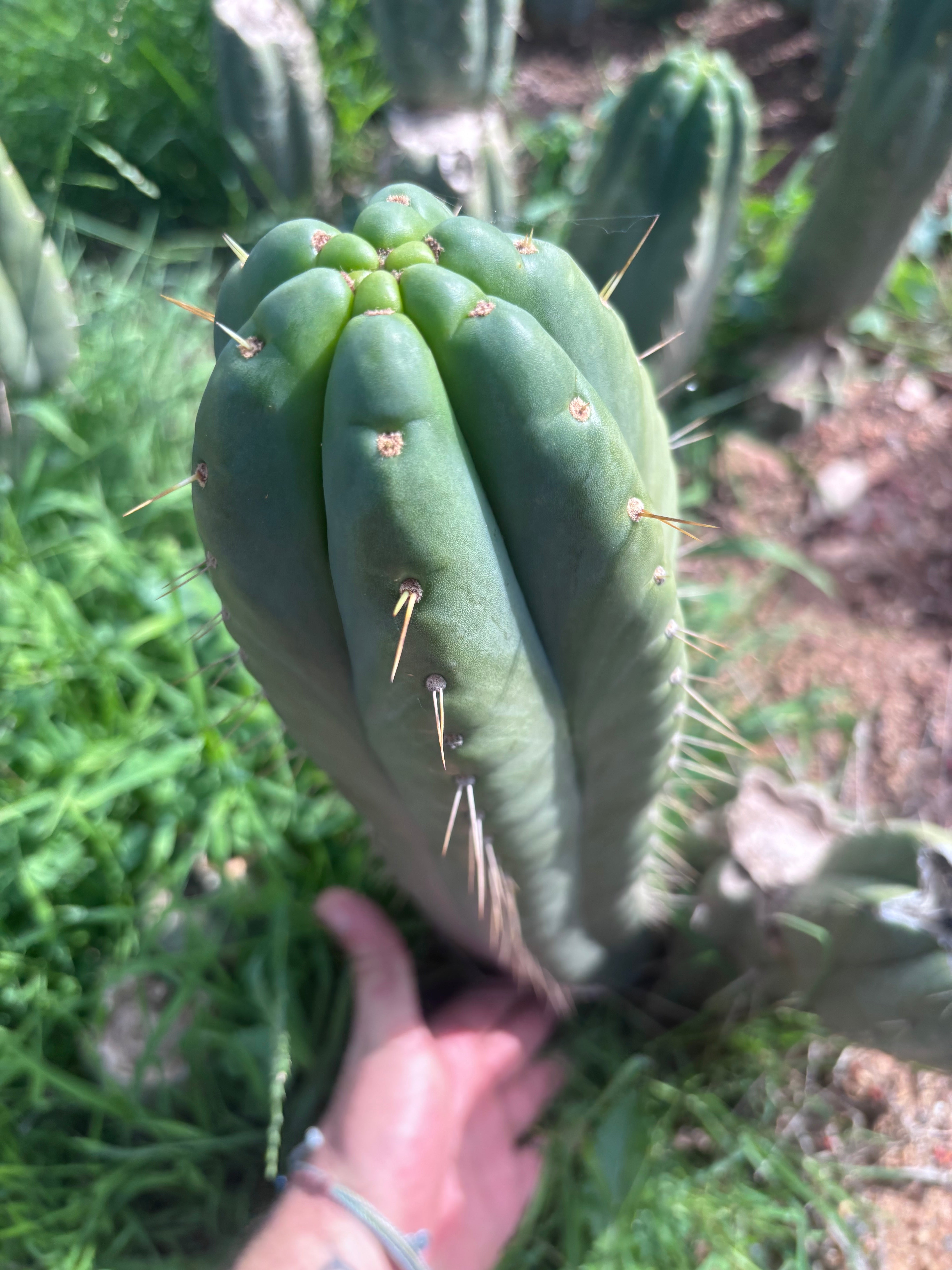 👑💎🌶️ Yowie — Beefy XL 15” Pup