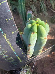 💎👑🌶️🌶️ Austy’s Bomb (TNT) — 7” Tip