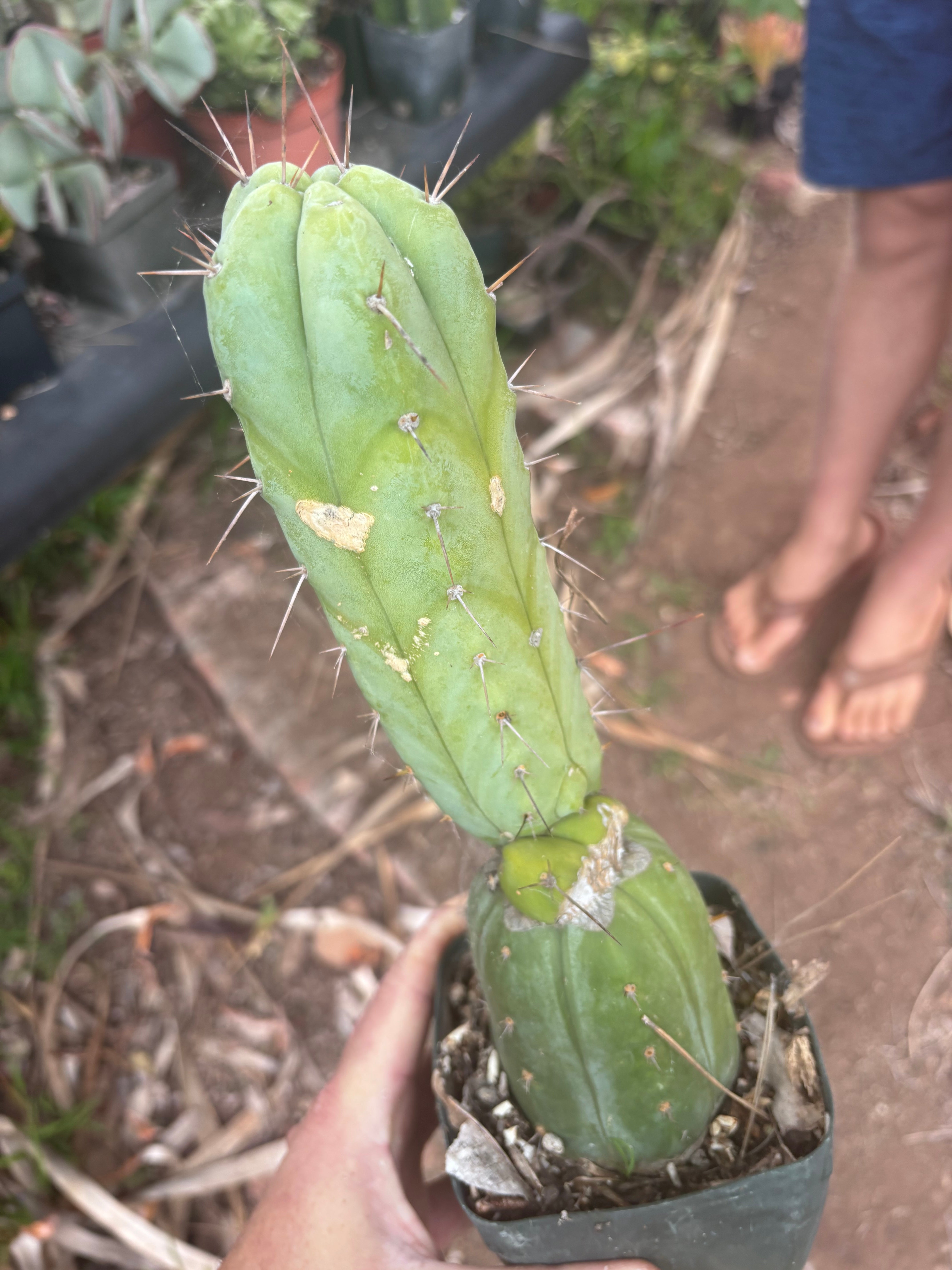 👑💎🌶️ CSD — Rooted Graft (Whole)