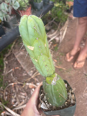 👑💎🌶️ CSD — Rooted Graft (Whole)