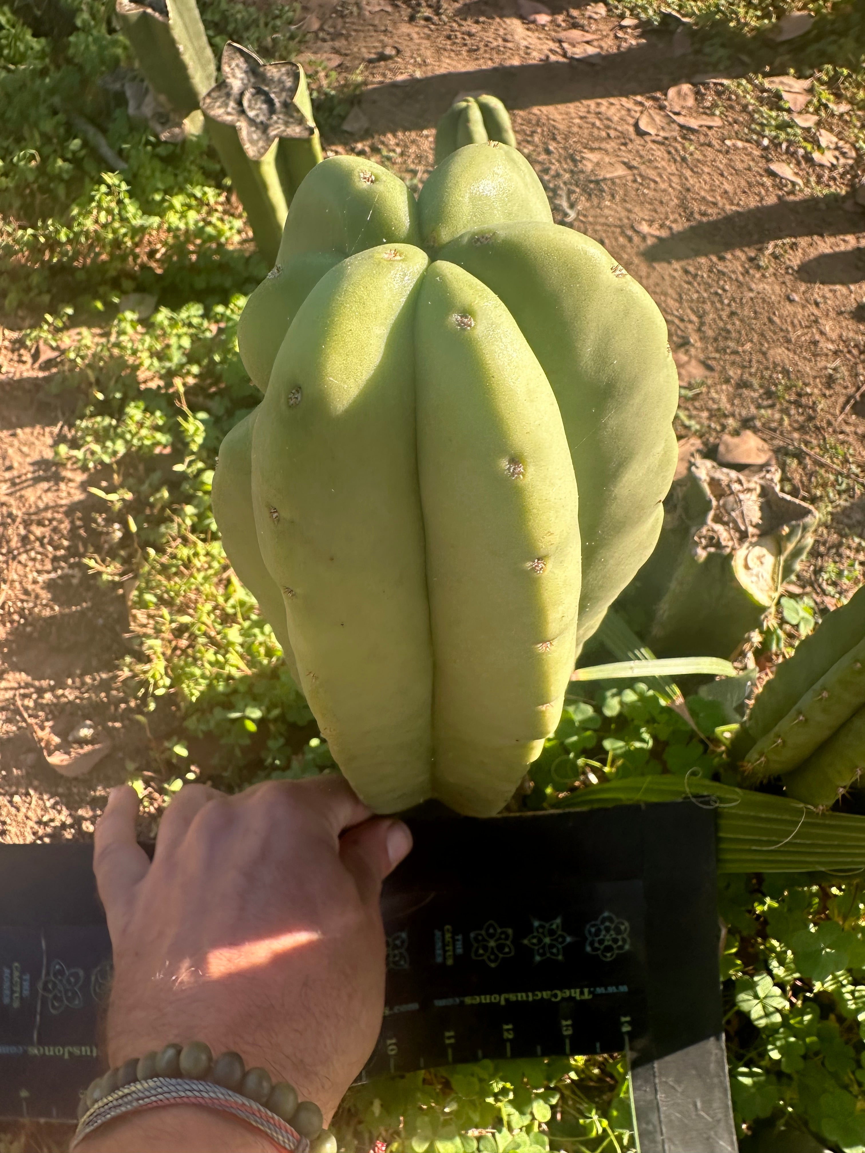 👑💎 Aussie Scop  — FAT 10” Tip