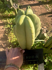 👑💎 Aussie Scop  — FAT 10” Tip