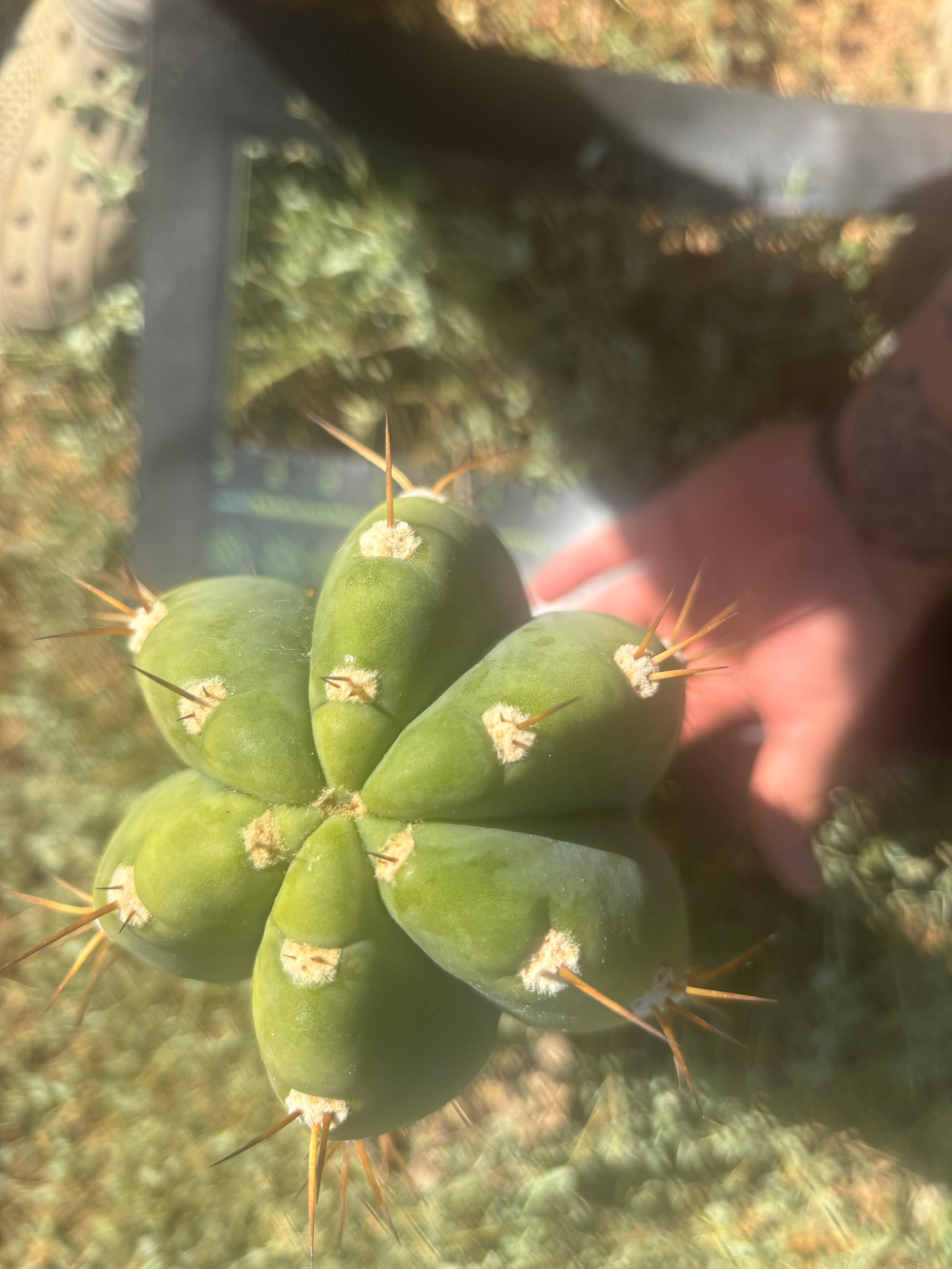 💎👑🌶️ CGG Again — *FAT* 14” Melon