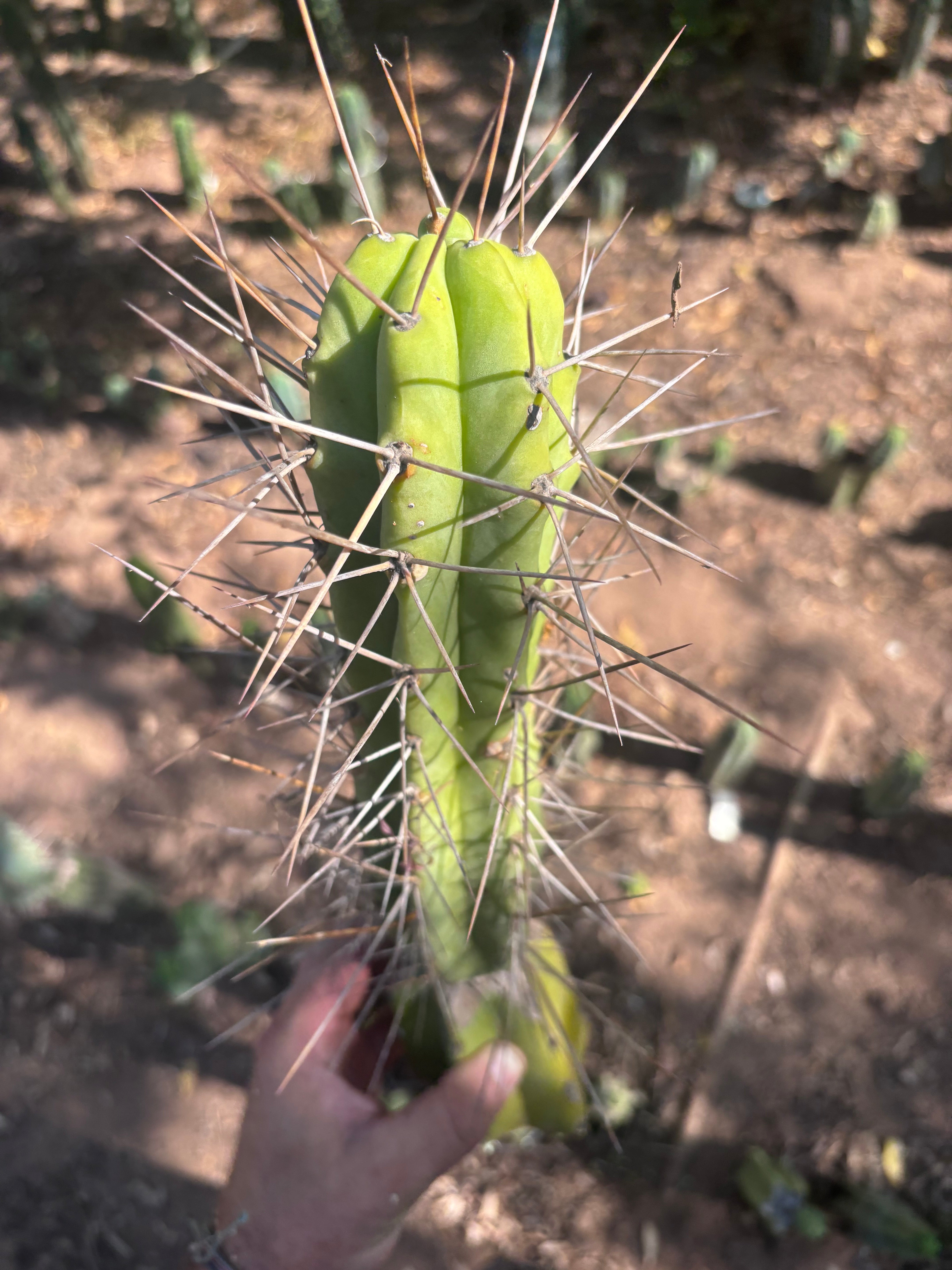 👑🌶️ Medicine Man — 11” Tip (14” Graft Total)