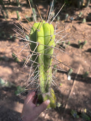 👑🌶️ Medicine Man — 11” Tip (14” Graft Total)