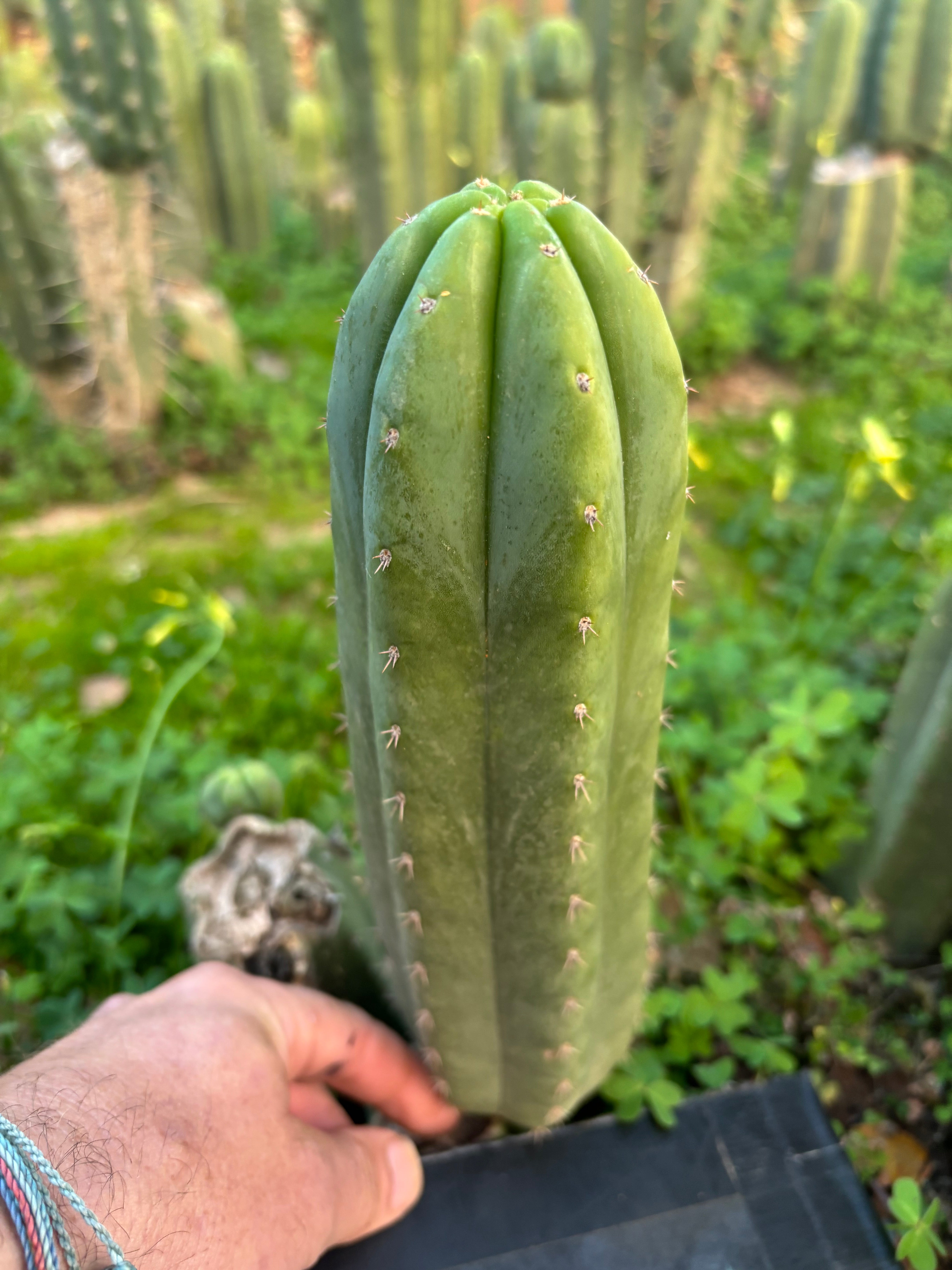 👑🌶️🌶️ Another Drop, Another 10” Ogun Pup