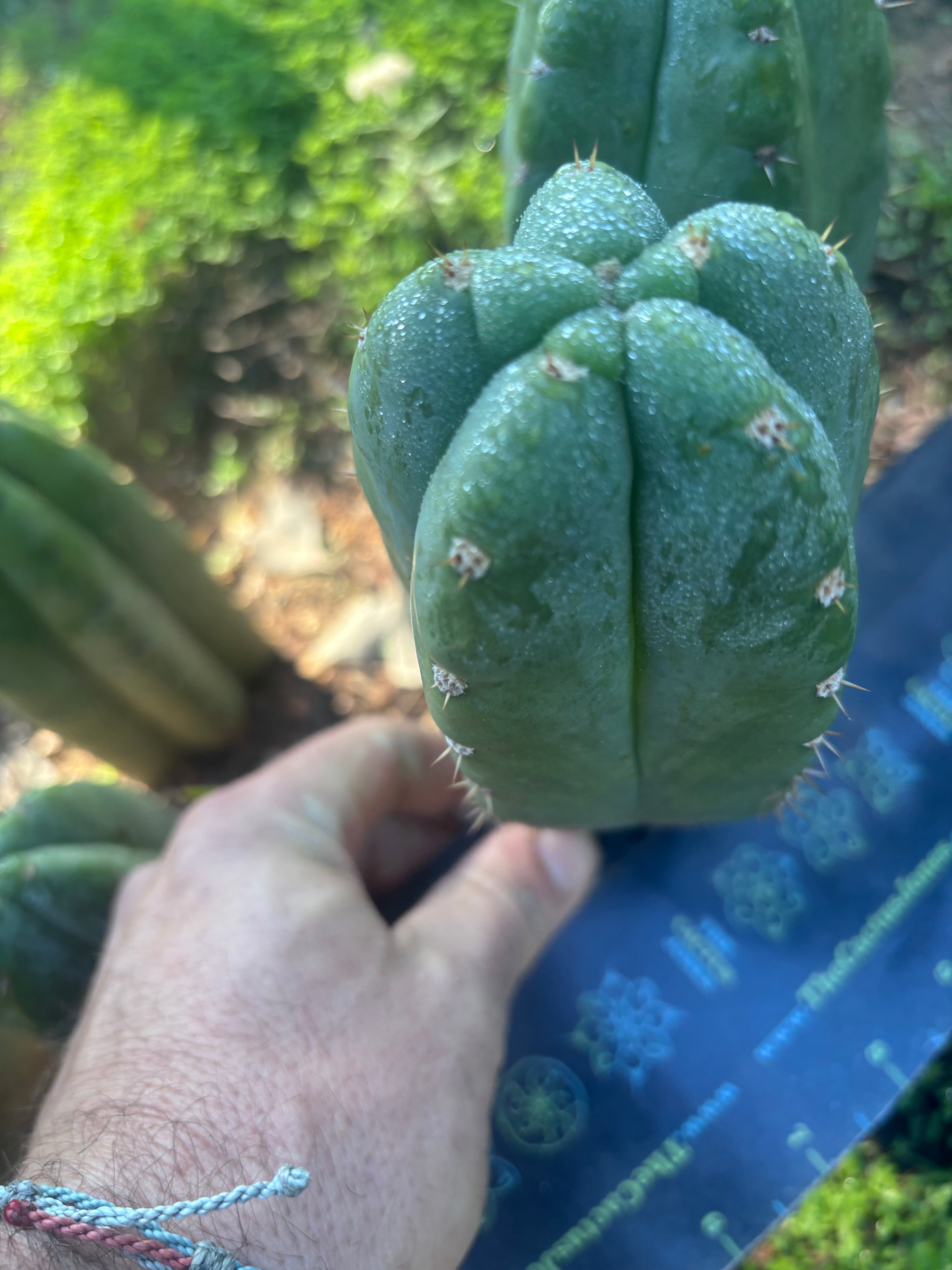 👑🌶️ Bob’s Colossus—  Chonky 6” Grenade