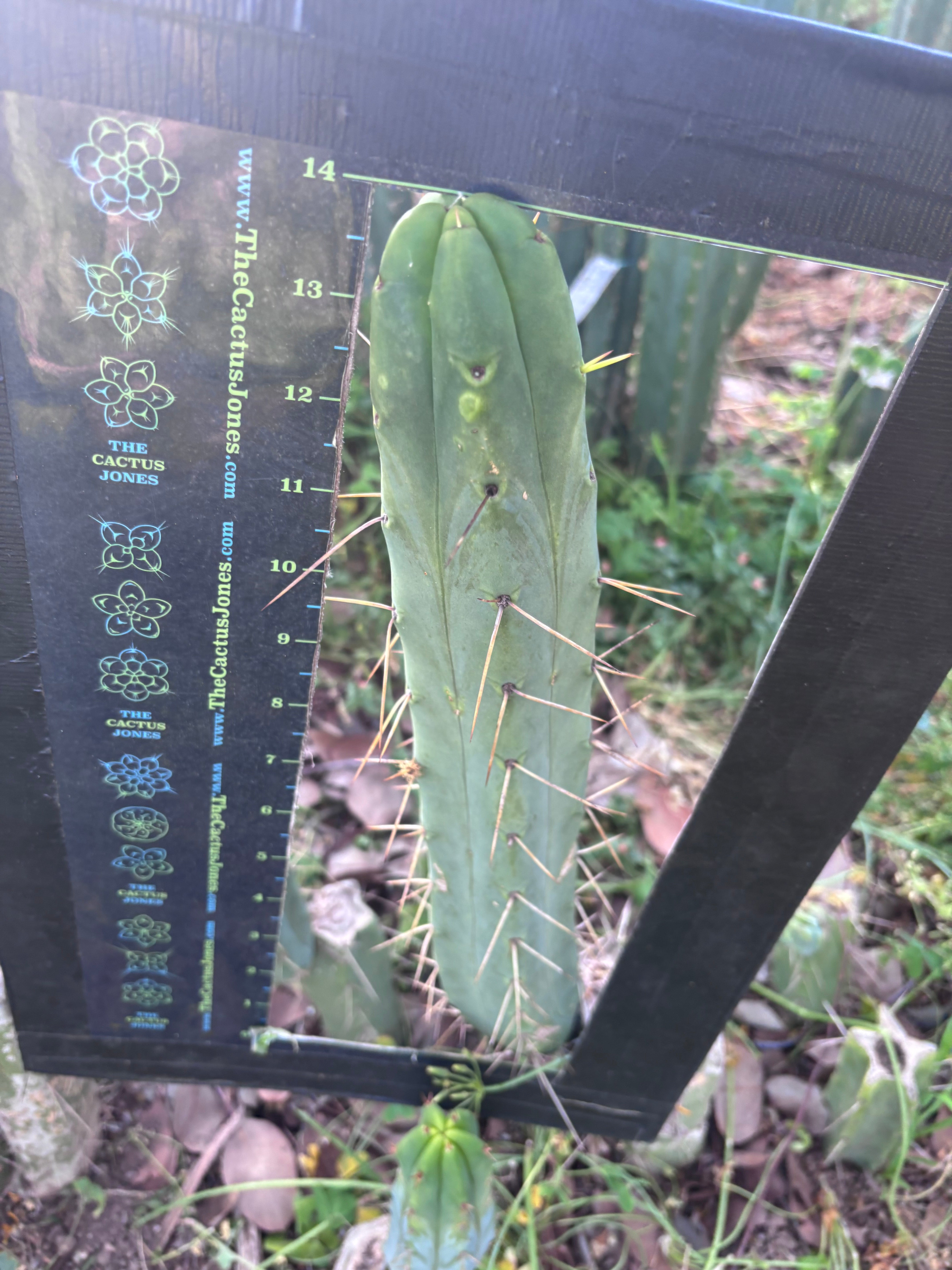 👑🌶️ BBB — XL 14” Tip